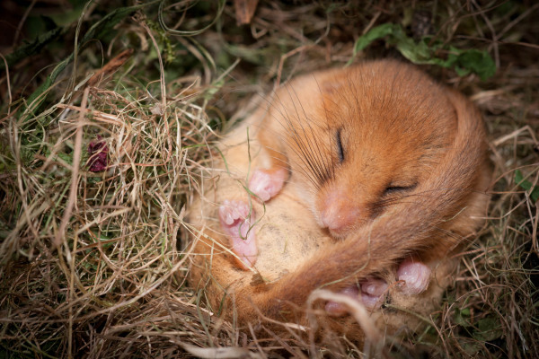 Haselmaus eingerollt im Grasnest beim Winterschlaf, Augen geschlossen.