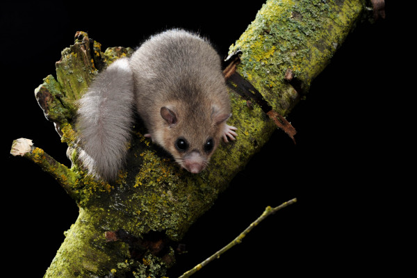 Europäischer Siebenschläfer sitzt auf einem moosigen Ast vor schwarzem Hintergrund.