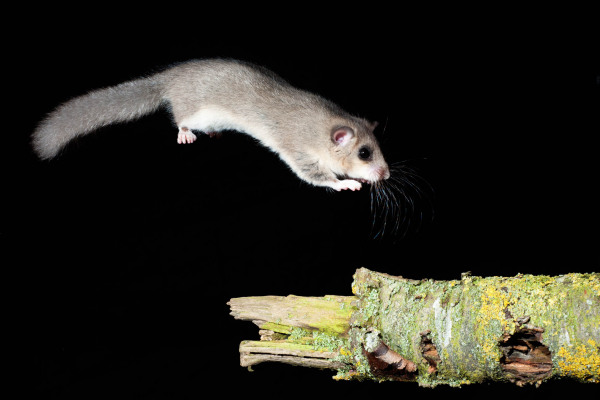 Ein Siebenschläfer springt von einem Ast in der Nacht.