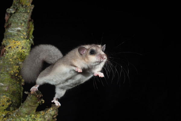 Ein Siebenschläfer auf einem Ast, bereit zum Sprung, bei Nacht.