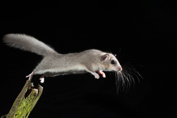 Ein Siebenschläfer springt von einem Ast, im Flug eingefangen, vor schwarzem Hintergrund.