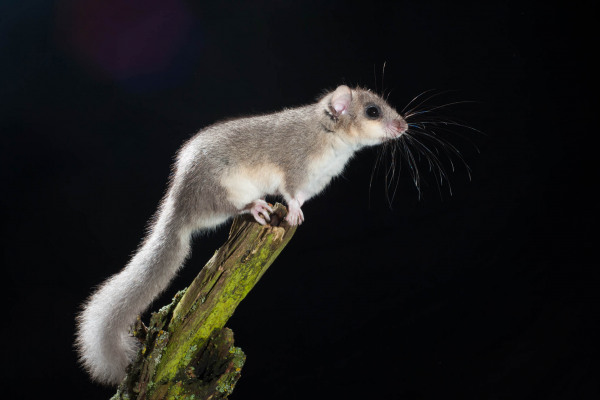 Ein Siebenschläfer sitzt auf einem Ast vor schwarzem Hintergrund.