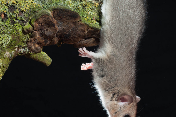 Ein Siebenschläfer hängt kopfüber an einem bemoosten Ast.