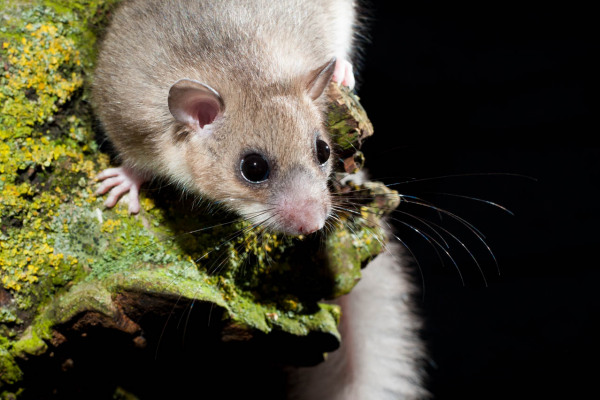 Ein Siebenschläfer sitzt auf einem moosbedeckten Ast in Nahaufnahme.