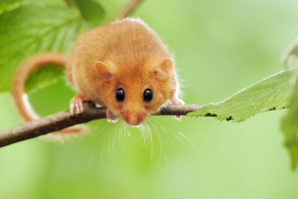 Eine Haselmaus sitzt auf einem Zweig im dichten grünen Laub.