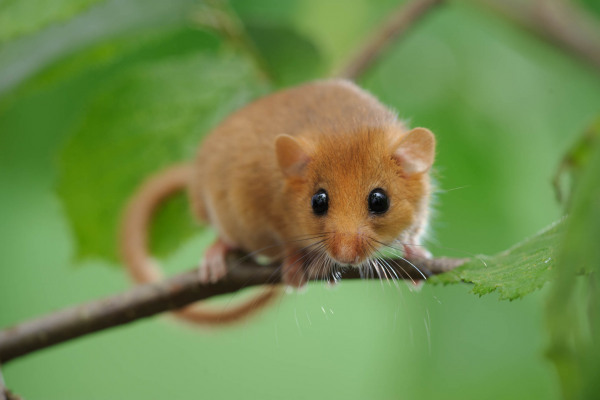 Kleine Haselmaus sitzt auf einem Ast, umgeben von grünen Blättern.