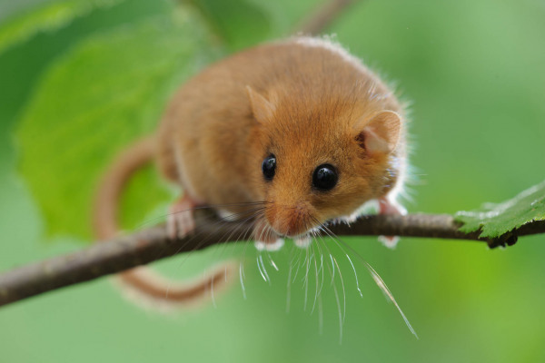 Kleine Haselmaus sitzt auf einem grünen Zweig vor unscharfem Hintergrund.