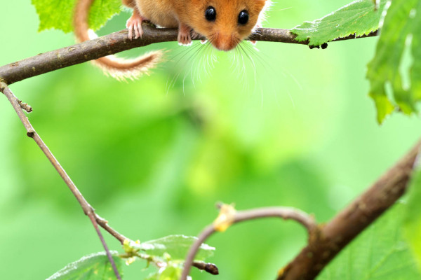 Eine Haselmaus sitzt auf einem Ast, umgeben von grünen Blättern.
