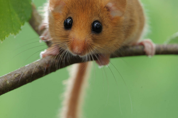 Eine kleine braune Haselmaus sitzt auf einem Ast.