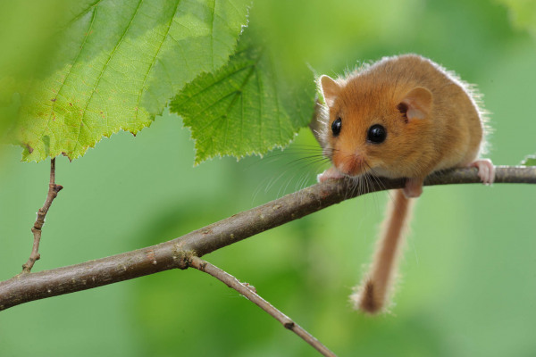 Eine Haselmaus sitzt auf einem Ast zwischen Blättern.