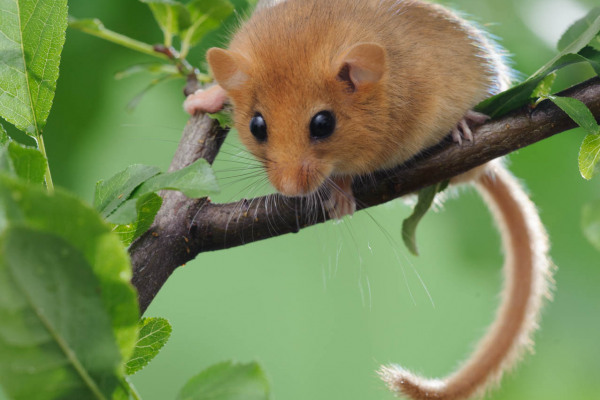 Haselmaus auf einem Ast mit grünem Laub im Hintergrund.