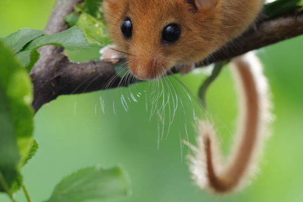 Haselmaus mit buschigem Schwanz auf einem Ast, umgeben von grünen Blättern.
