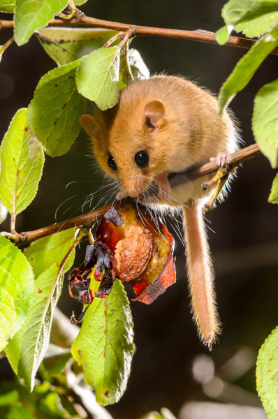 Haselmaus