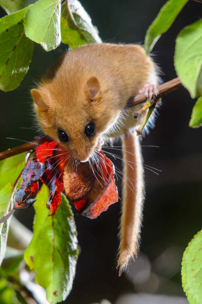 Haselmaus