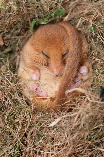 Haselmaus