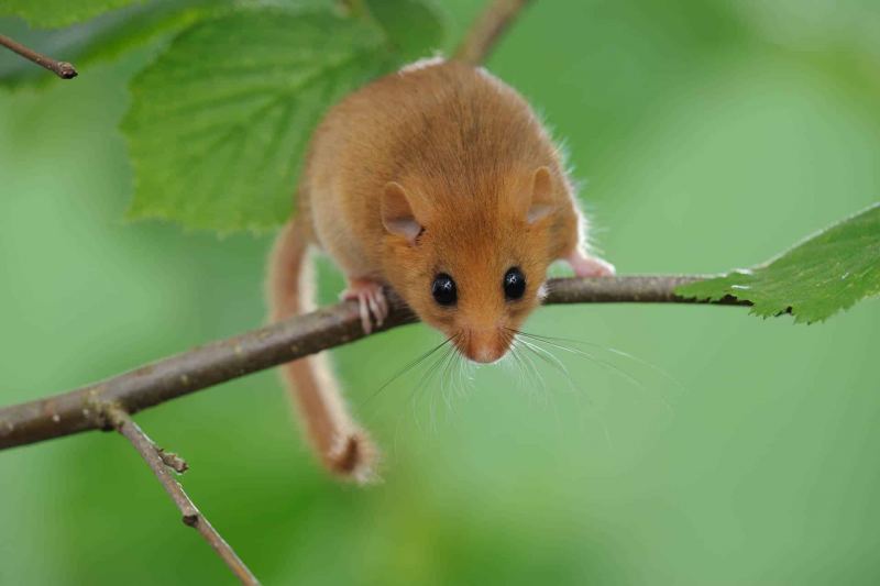 Haselmaus