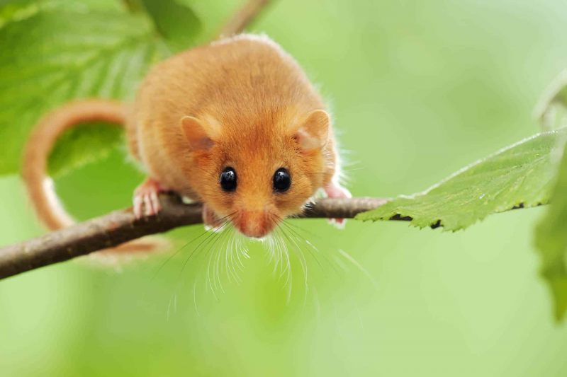 Haselmaus