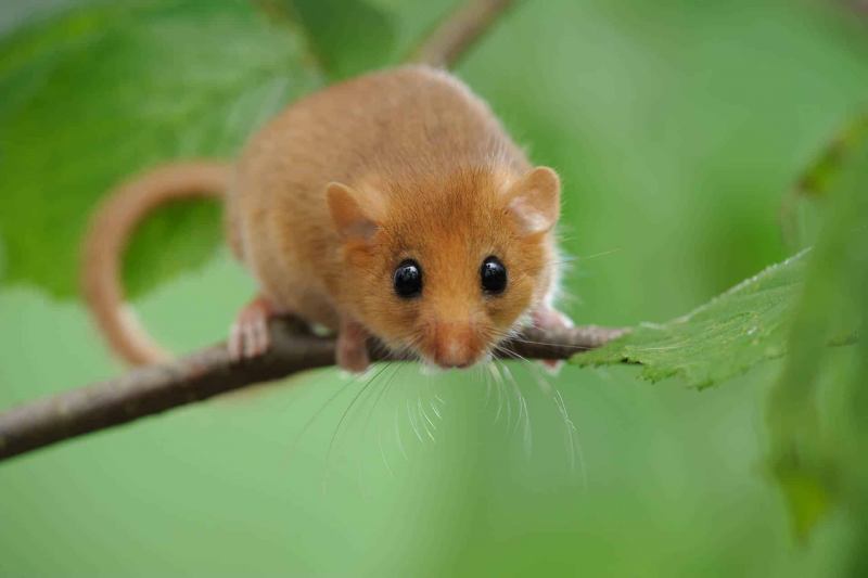 Haselmaus