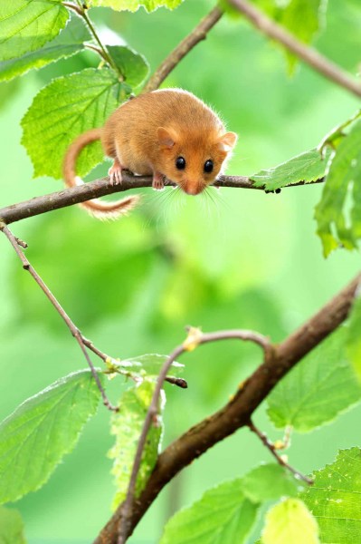 Haselmaus