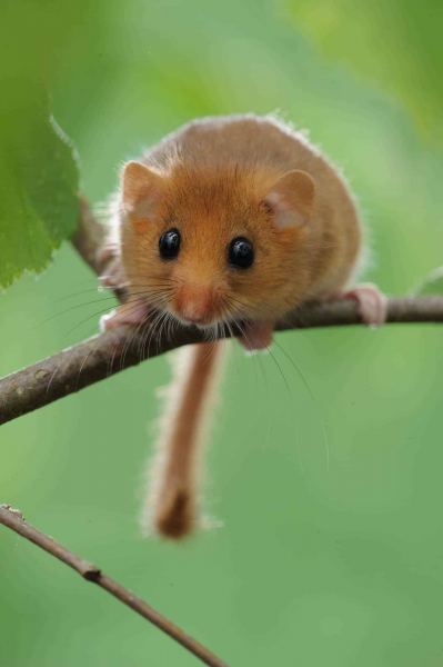 Haselmaus