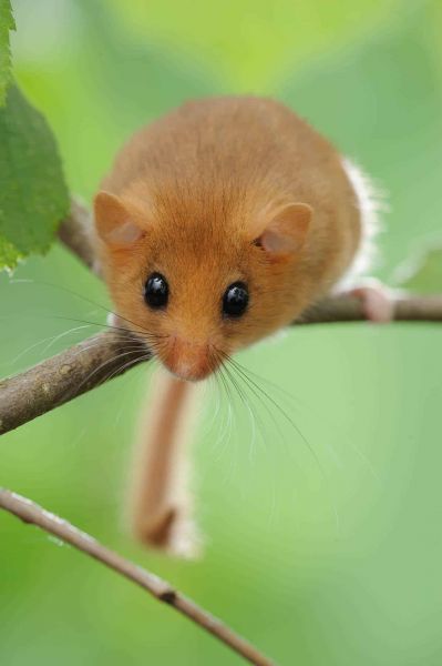 Haselmaus