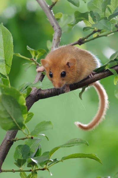 Haselmaus