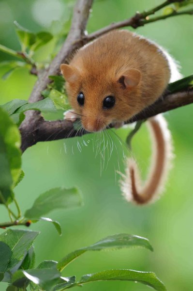 Haselmaus