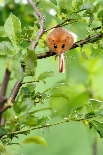 Haselmaus