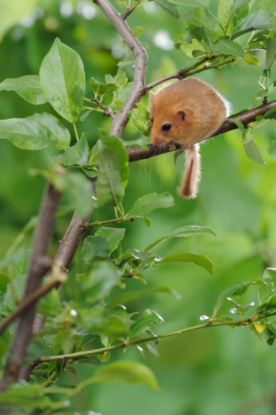 Haselmaus