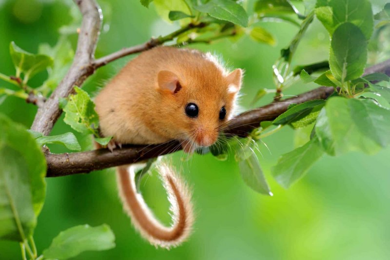 Haselmaus