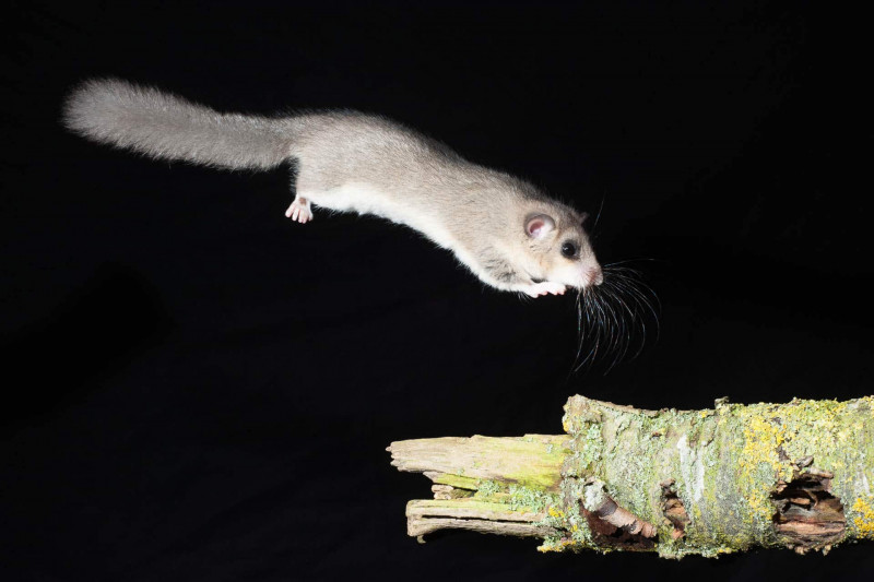 Siebenschläfer (Glis glis)