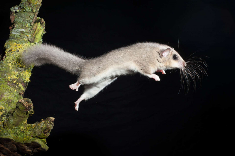 Siebenschläfer (Glis glis)