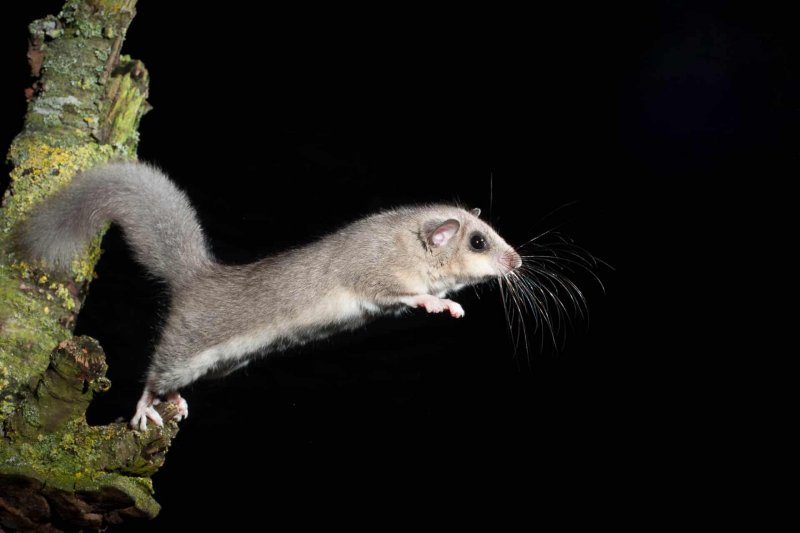 Siebenschläfer (Glis glis)