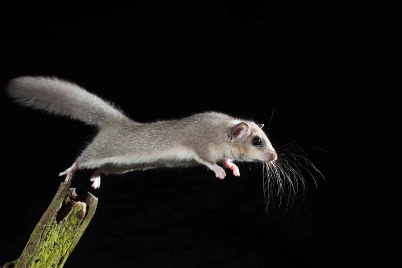 Siebenschläfer (Glis glis)