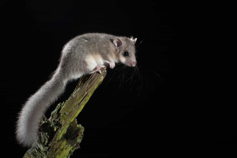 Siebenschläfer (Glis glis)