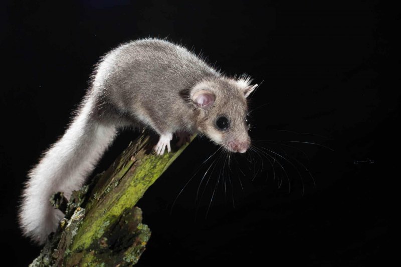 Siebenschläfer (Glis glis)
