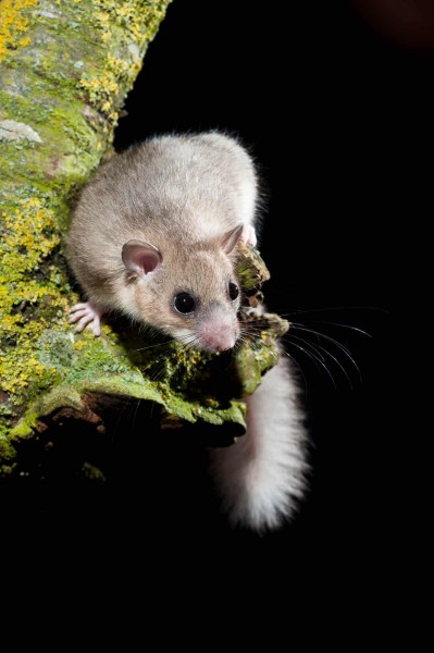 Siebenschläfer (Glis glis)
