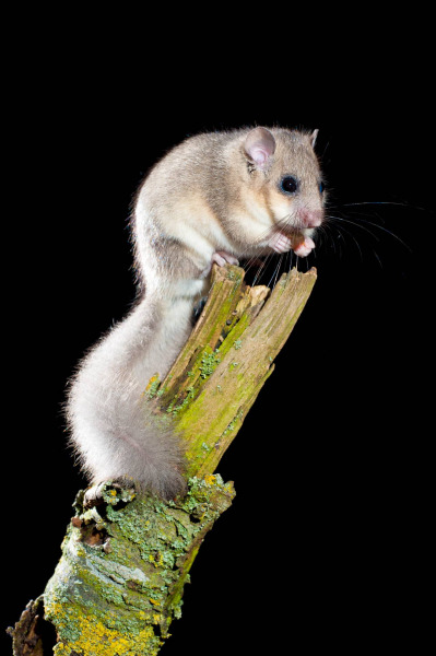 Siebenschläfer (Glis glis)