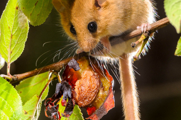 Haselmaus frisst herbstliche Frucht auf Zweig sitzend.