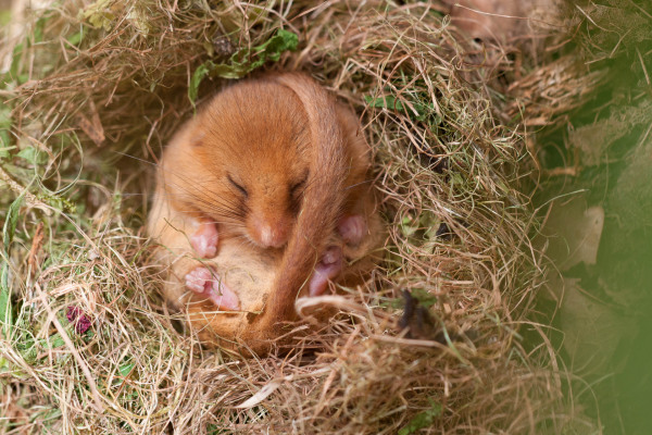 Eine Haselmaus ruht zusammengerollt in einem Grasnest.