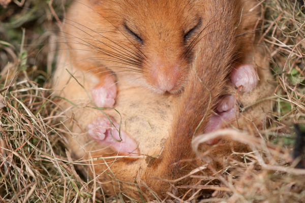 Eine schlafende Haselmaus, eingerollt in einem Nest aus trockenen Gräsern.