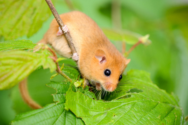 Haselmaus klettert an einem grünen Haselnusszweig.