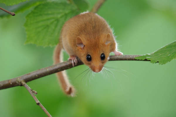Haselmaus sitzt auf einem dünnen Ast mit grünen Blättern.