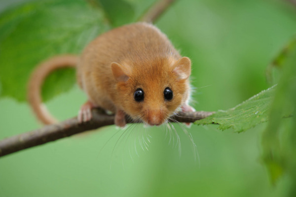 Eine Haselmaus sitzt auf einem Zweig, umgeben von grünem Blattwerk.