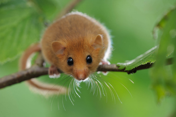 Europäische Haselmaus ruht auf einem Ast mit grünem Hintergrund.