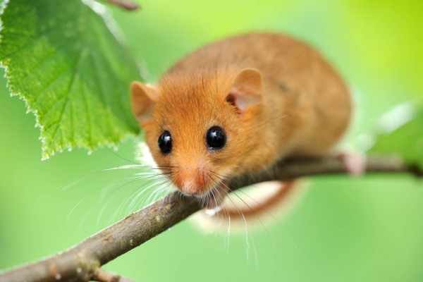 Eine Haselmaus sitzt auf einem Ast inmitten grüner Blätter.