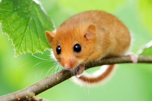 Kleine Haselmaus sitzt auf einem Zweig, umgeben von grünen Blättern.