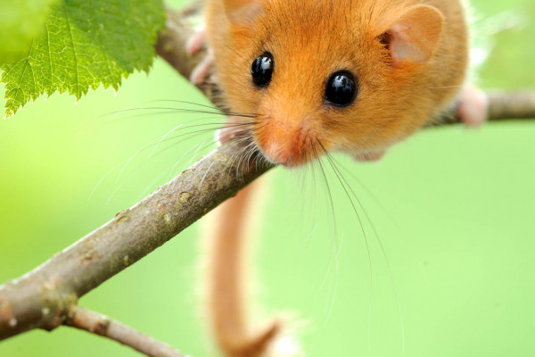 Haselmaus klettert auf einem Ast, umgeben von grünem Laub.