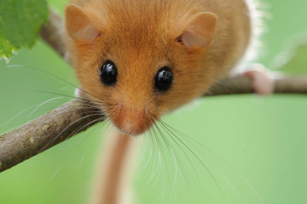 Nahaufnahme einer Haselmaus auf einem Ast mit grünem Hintergrund.