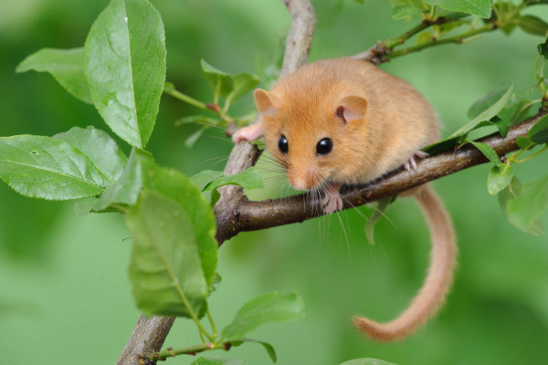 Eine Haselmaus sitzt auf einem grünen Zweig, umgeben von Blättern.